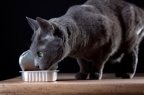 Katt äter våtfoder direkt ur förpackningen.