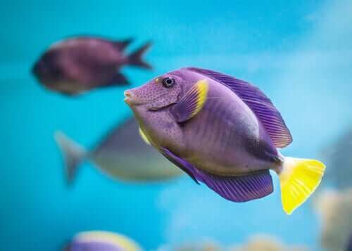 Tropiska fiskar kan vara lila.