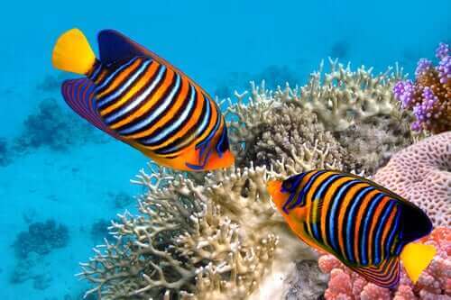 Allt om färg: 5 intressanta fakta om tropiska fiskar