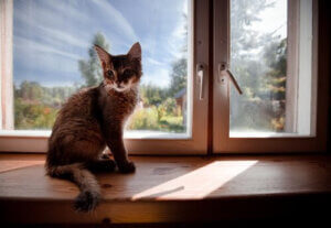passa husdjur: katt i fönster