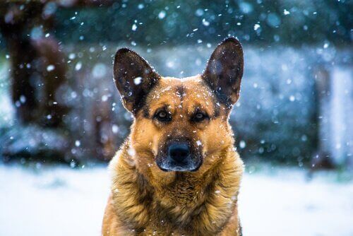Bästa tipsen på vinteraktiviteter för din hund