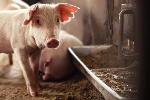 Nuvarande djurhälsokriser: Afrikansk svinpest
