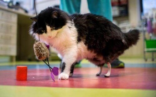 Tekniskt uppgraderade kattdjur: Benproteser för katter