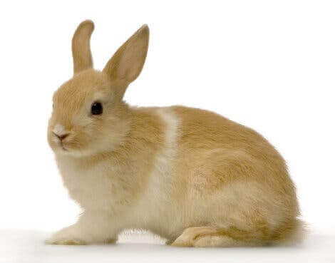 Brun kanin med vit rand.