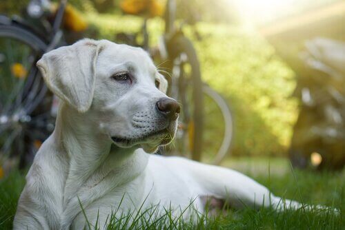 Cellgiftsbehandling för hundar: är det möjligt?
