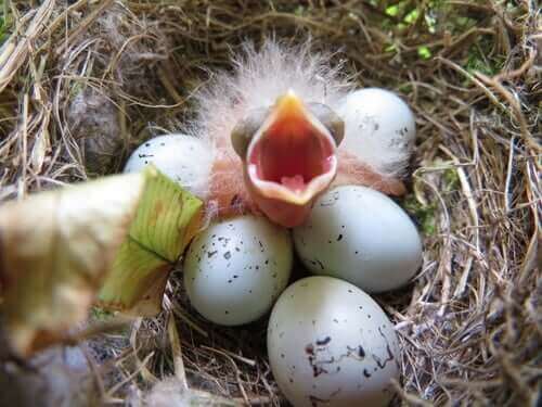 Nykläckt fågelunge i ett bo med ägg.