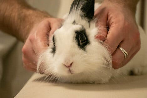 Fluffig kanin med vestibulärt syndrom blir undersökt av en veterinär.