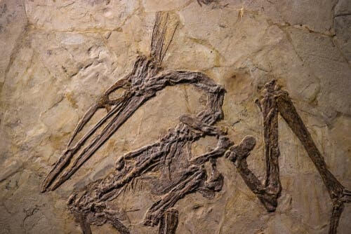 Fossil av en stornäbbad fågel.