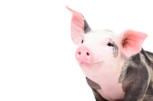 Veterinärimmunologi behandlar också lantdjur typ grisar.