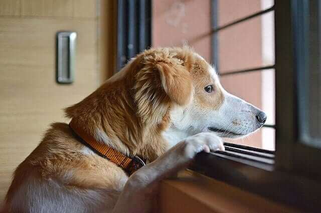 Hund med separationsångest tittar ut genom fönstret.