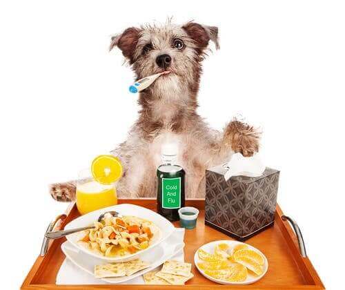 En hund sitter framför ett frukostbord med en termometer i munnen.