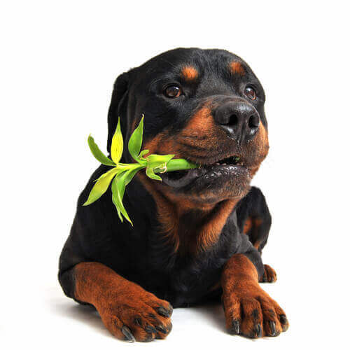 Hund tuggar på en växt.