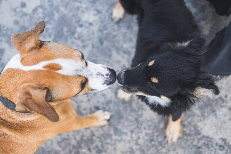 Vältränade hundar nosar på varandra.