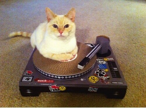 Katt låtsas vara DJ.