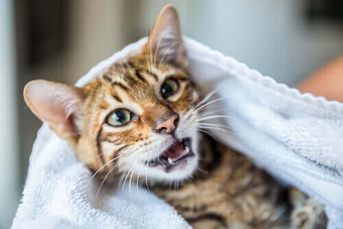 Katt sitter under en handduk.