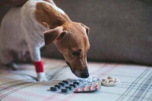 Ska du ge din hund acetylsalicylsyra eller andra smärtstillande medel?
