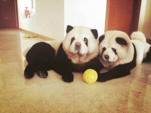 2 panda chow chow med boll