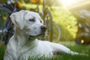 stumma hundar: hund vilar i gräset