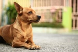 Vanliga hudproblem hos hundar: från loppor till sjukdomar