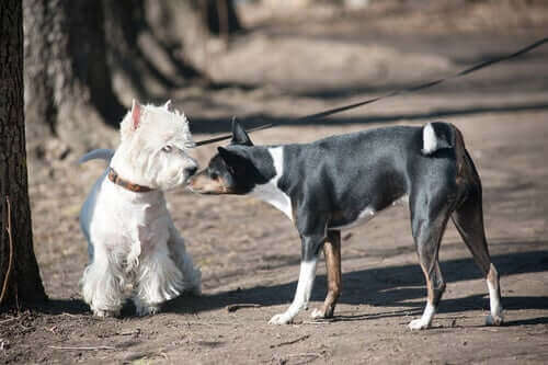 En hund nosar på en annan hund.