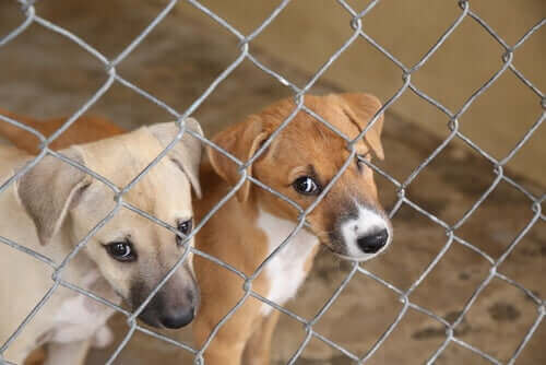 Hundar bakom galler på djurskydd.