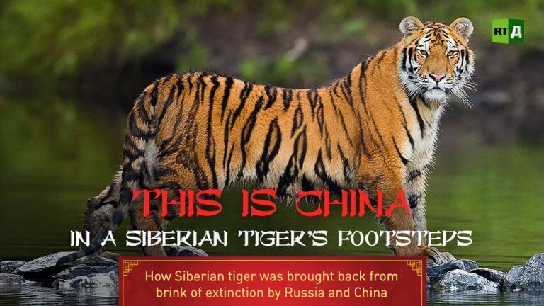 I den sibiriska tigerns fotspår
