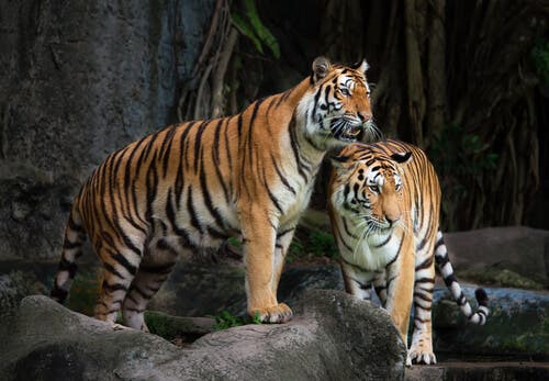 Två tigrar ute i naturen