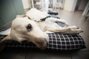 kemoterapi för husdjur: sjuk hund