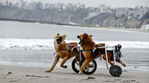 rullstolar för hundar: hundar med rullstolar leker på strand