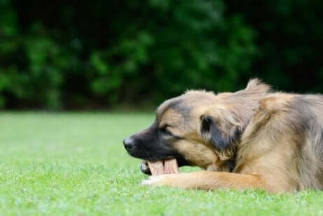 En hund som äter ett ben i trädgården.