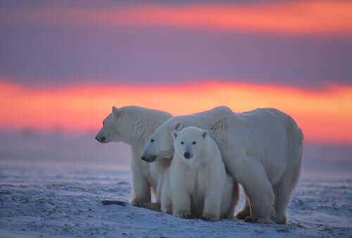 En familj av isbjörnar.