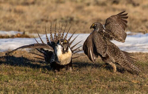 Fåglarnas parningsdans kan till och med bli aggressiv.