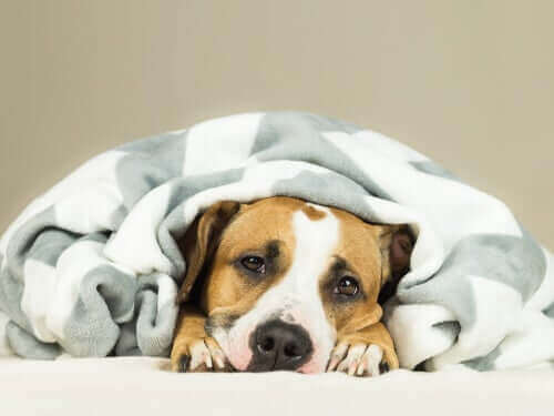 Sjuk hund är indlindad i en filt.