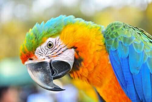 Papegojfågeln ara: en mycket intelligent fågel