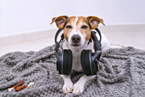 radion på: hund med hörlurar