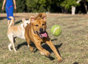 hundar jagar boll