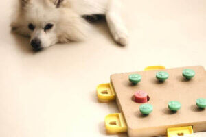 hund med leksak som kan stimulera hjärnan