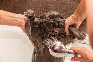 lider av kattallergi: katt får bad och dusch