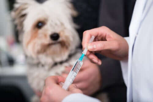 Hund får vaccin hos veterinär.