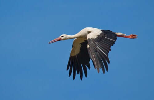 En vit stork flyger.