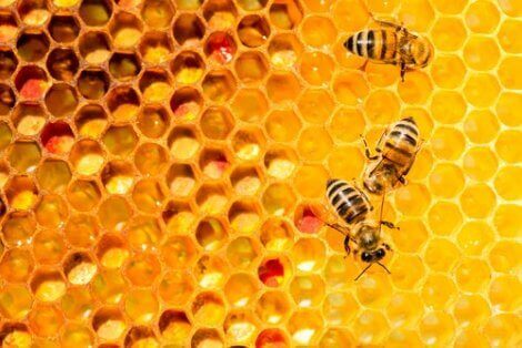 Samarbete och eusocialitet: en närbild på bikupa.