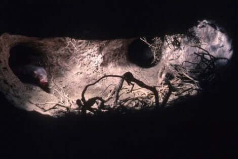 En mus i underjordiska tunnlar.