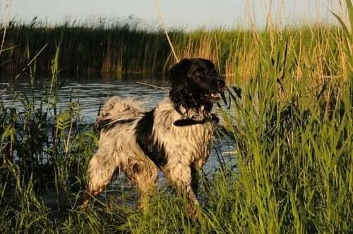 En hund står bredvid en sjö.