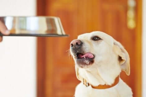 Bakterieflora hos hundar: En hund får mat.