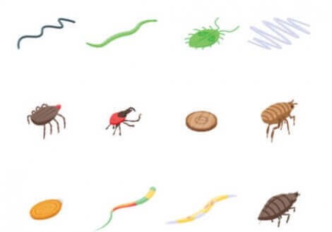 Tecknad bild på olika sorters parasiter.