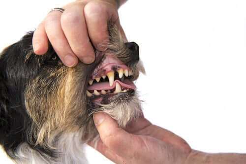 En person som undersöker hundens tänder.
