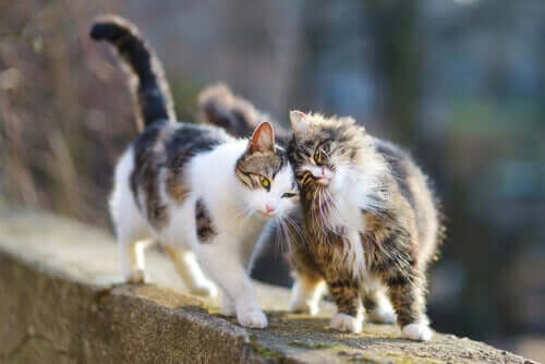 Två katter kelar med varandra.