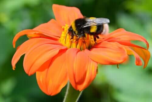 Insekter och pollinering av växter: en nedärvd symbios
