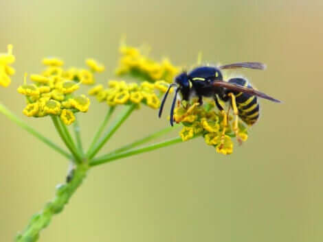 Pollinering mellan insekter och växter: En geting på en blomma.