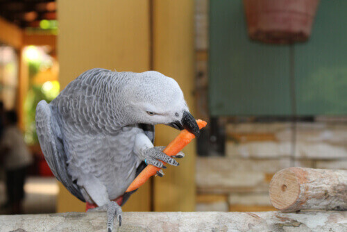Grå papegoja äter en bit morot.